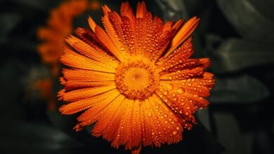 call drop rate analysis