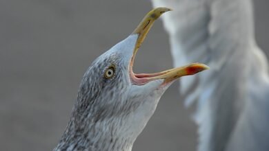 outbound call behavior analysis