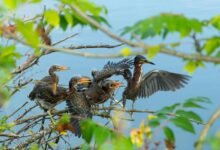 regional call callback delay