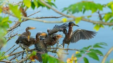 user actions during silent calls